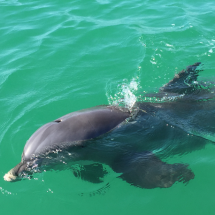 Captiva Dolphin