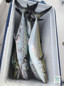 Spanish Mackerel