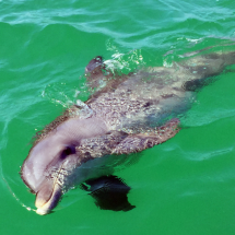 Sanibel Dolphin Watch Tours