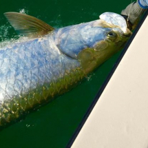Tarpon off Sanibel Island