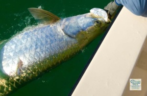 Tarpon off Sanibel Island