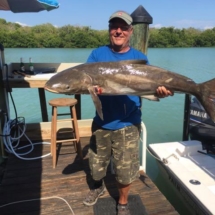 Cobia on Sanibel Captiva Reefs