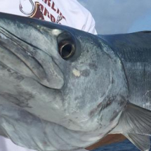 Barracuda on Captiva offshore Charter with Capt Pauls Sanibel & Captiva Charters
