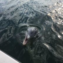 Dolphin Saying Hi!