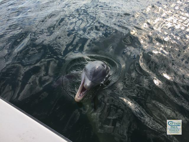 Dolphin Saying Hi!