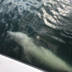 Dolphin showing off Captiva Island Capt Pauls Sanibel & Captiva Dolphin Watch Trips