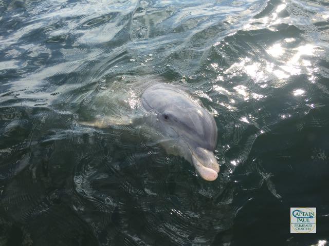 Dolphin Greeting Capt Pauls Dolphin watch charters crew. Sanibel FL