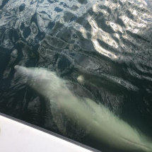 Dolphin showing off Captiva Island Capt Pauls Sanibel & Captiva Dolphin Watch Trips
