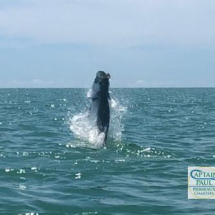 Giant Sanibel Island Tarpon Jumping
