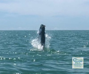 Giant Sanibel Island Tarpon Jumping