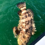 Goliath Grouper Caught of of Captiva Island Florida with Capt Pauls Sanibel & Captiva Charters