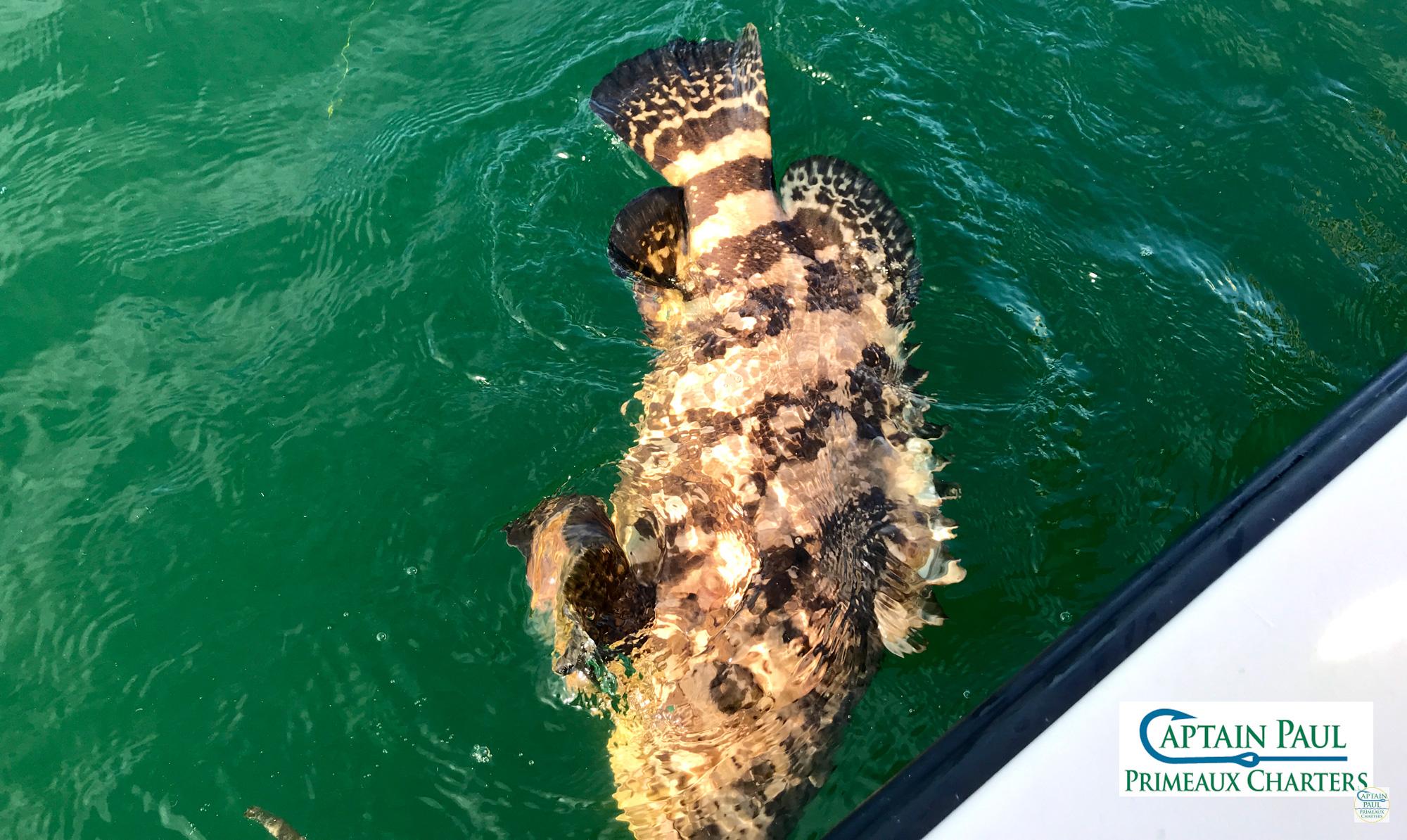 Goliath Grouper Caught of of Captiva Island Florida with Capt Pauls Sanibel & Captiva Charters