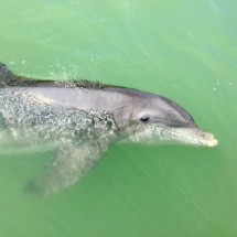 Dolphin in Pine Island Sound with Capt Paul's Dolphin Watch Tours