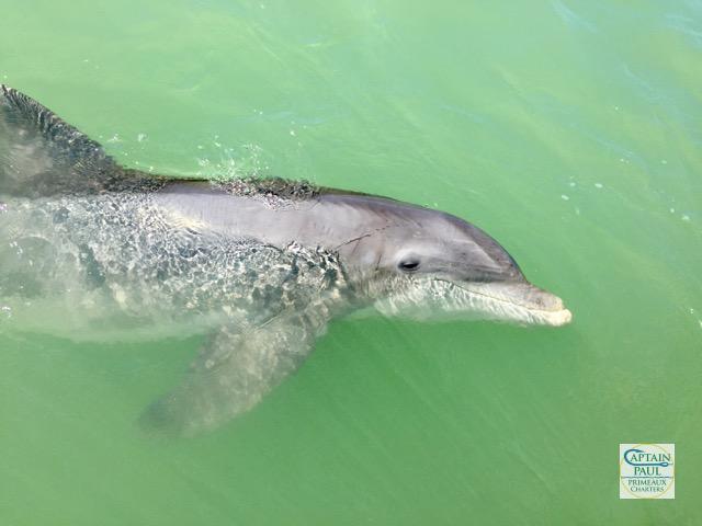 Dolphin in Pine Island Sound with Capt Paul's Dolphin Watch Tours
