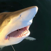 Blacktip Shark 80-100 lbs Pine Island Sound Sanibel Island FL with Capt Pauls Sanibel and Captiva Charters