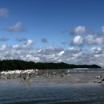 White Pelicans in Blind Pass, the original Snow Birds
