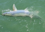 Tarpon April 2020